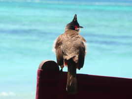 Descendant du Dodo de Maurice