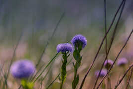 Pompons bleus