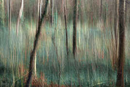 Soleil d'hiver sur les branches nues