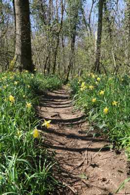 Chemin des jonquilles sauvages