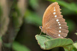 Papillon d'Asie