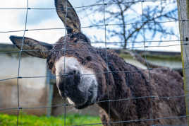 Bonne année les hommes