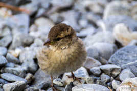 Petit moineau...