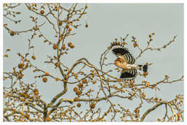 Huppe fasciée dans le platane