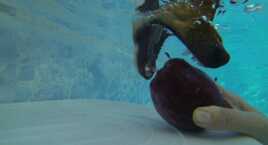 Mon chien attrape une pomme sous l'eau