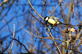 Mésange charbonnière