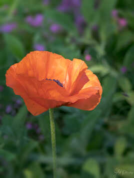 Joli coquelicot