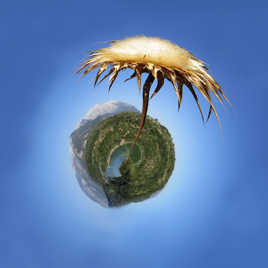 Petite planète Carline