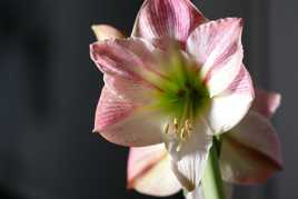 Amaryllis