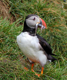 la pêche du Macareux