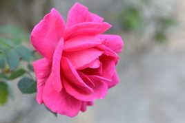 Rose de Blandy