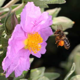 Le plein de pollen