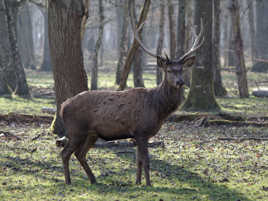 cerf sous bois