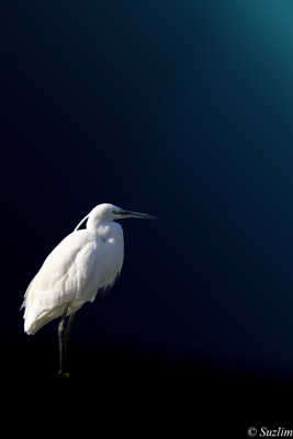 Aigrette