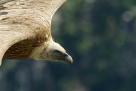 Portrait d'un planeur.