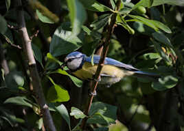 Retour de chasse (4)