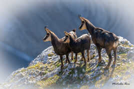 Chamois du fort de Malher