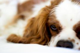 Laisse moi dormir !!