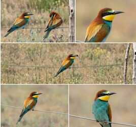 montage photos oiseaux