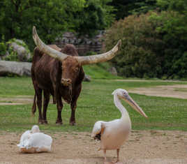 Dehors les piafs !!!