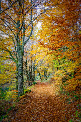 C'est l'automne #3 modifiée