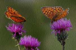 Toi, moi et les fleurs ...