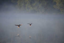 reveil des canards