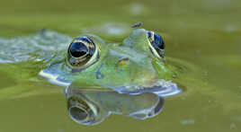 blablafrog