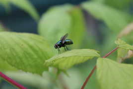 Mouche mystérieuse