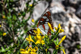 Papillon cuivre sur jaune
