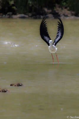 Echasse au décolage