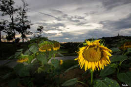 Tournesols dans le Lauragais