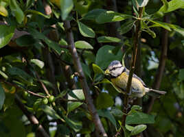 Retour de chasse (3)