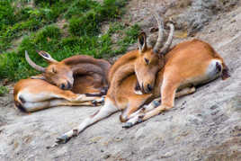 dans les bras de morphé