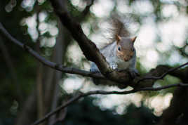 Ecureuil de Londres