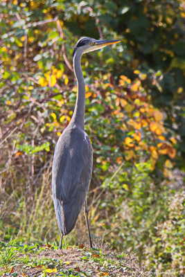 D'un air fier de lui...