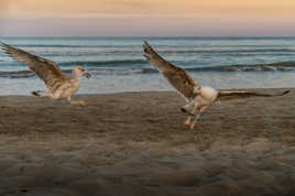 MOUETTE 2