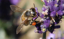 Abeille dans les lavandes