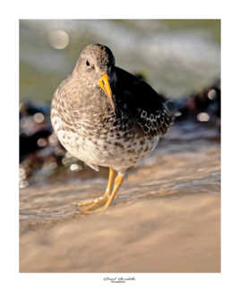 Becasseau violet au levée du jour