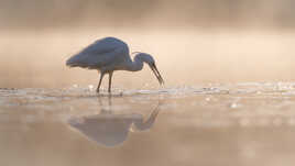 Une habile pêcheuse