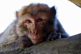 Pose pour un portrait