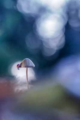 La belle et son champignon