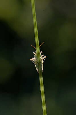 Punaise de la pomme de terre