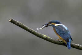 Symbole de biodiversité