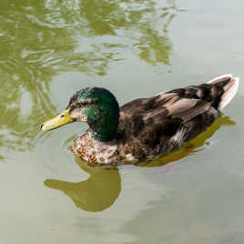 habitant du Bois de Boulogne