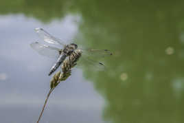 Rencontre avec une Libellule