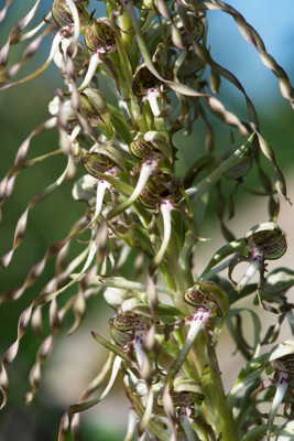 orchidée bouc