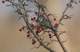 Apéritif pour le réveillon de la mésange bleue!