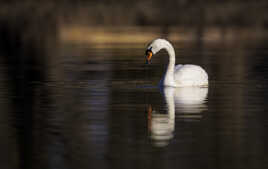 Le cygne