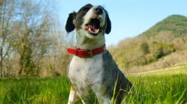 wouaf traduction ''coucou sa va ^^